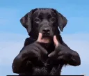 yap