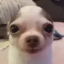 Stare