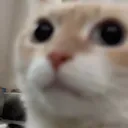 Huh_cat