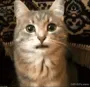 bleh