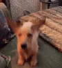boing