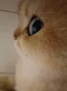 sideeye