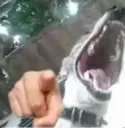 Smile dog
