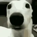 perro con frio .gg/ledeli