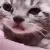 gatito llorando .gg/ledeli