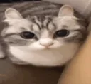 cat explo .gg/ledeli