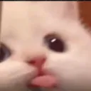gato lengua