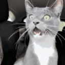 catgasp