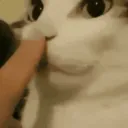 kittyshhh