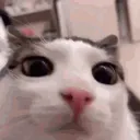 plokCatSerious