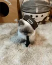 Angwy cat .gg/catbois