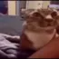 excusez-mnyan .gg/catbois