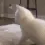 twerking cat .gg/catbois