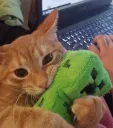 mincwaft cat .gg/catbois
