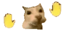 Oh yea dance cat