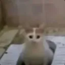 Cat pooping