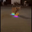 stupid cat