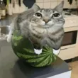 melon:)