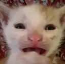 WWAAH