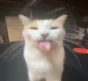 Silly