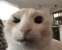 CatWhat