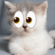 cat stare