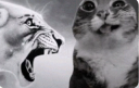 catrage