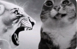 catrage