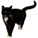 kitty