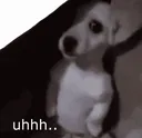 shy