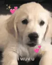 wuvyou