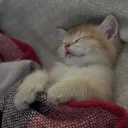 Catsleep