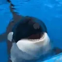 Orca nod