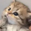 Cat thinking 