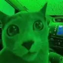 Catscared