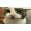 Soggy Cat