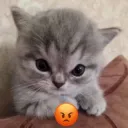 Cat angry