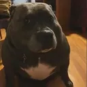 Umh 