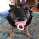 Noob Dog