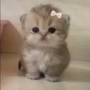bub