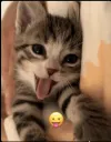 kittttty