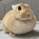 fat bnuy
