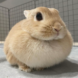 fat bnuy