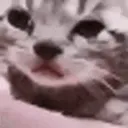 Sad kitty
