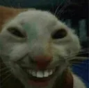 Evill kitty