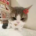 Cat angry 