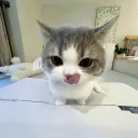 Cat cute