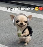Izumi_ka_shakal