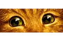 cats eye