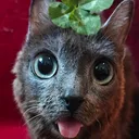Cat blehhhh